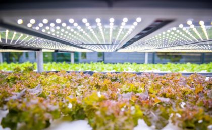 Rows of lettuces growing inside a glass house. Image, UQ
